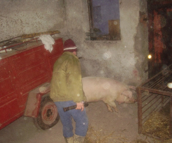 Silvestrovská zabíjačka dňa 31.12.2010