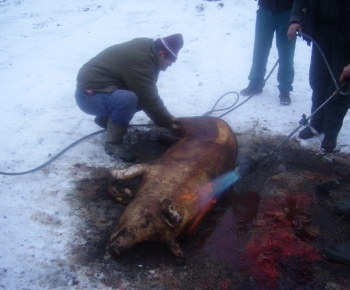 Silvestrovská zabíjačka dňa 31.12.2010